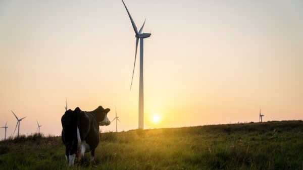 Cow and wind turbines at sunset. Turbines affect livestock and farming, wind power and agriculture, environment problems, environmental impacts of dairy cattle, sustainability concept.