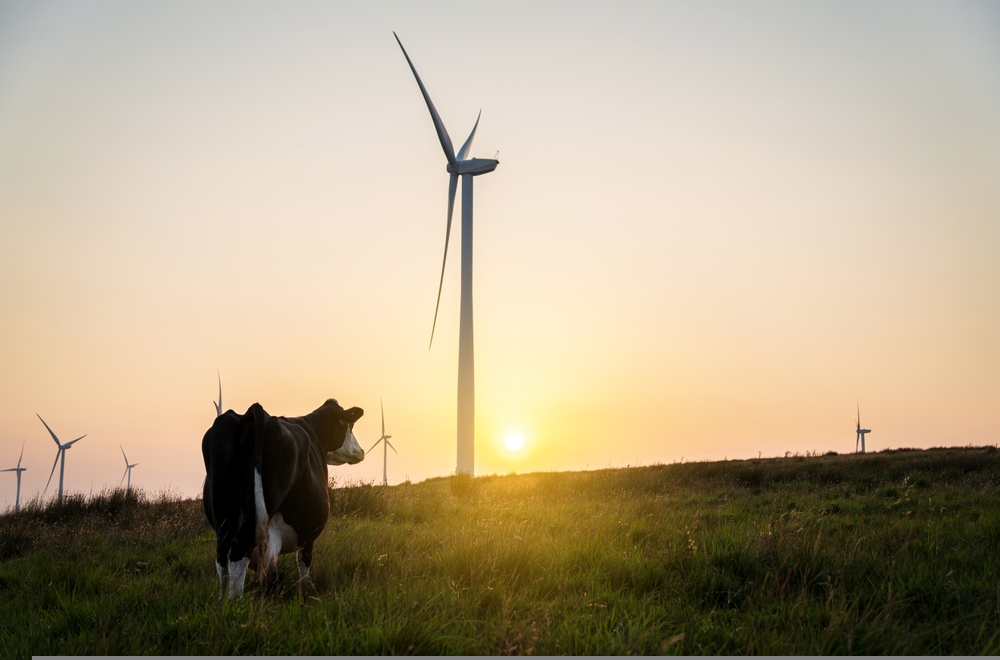 Cow and wind turbines at sunset. Turbines affect livestock and farming, wind power and agriculture, environment problems, environmental impacts of dairy cattle, sustainability concept.