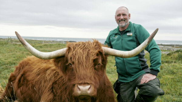 Morrisons is introducing seaweed-based livestock feed to produce lower-carbon beef products thanks to environmental tech firm Sea Forest.